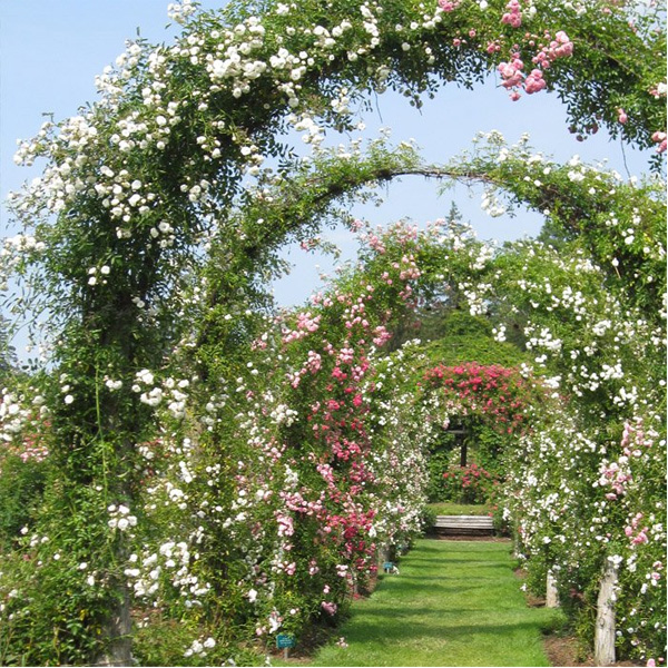 ARCO-TRIONFO-3 arco per giardino decorativo, arco per rampicanti, arco per rose, arco in ferro battuto, giardinaggio Bergamo, Rota Commerciale Bergamo